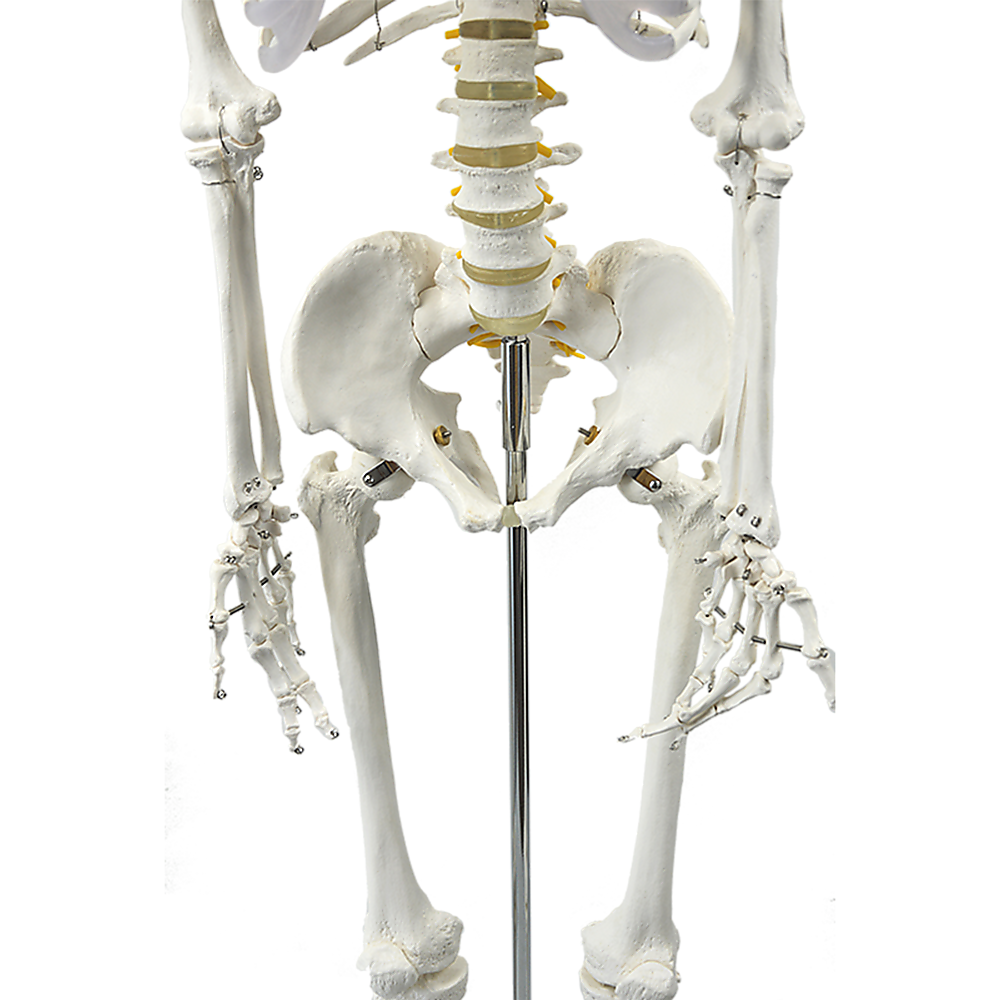 Human skeleton model rib cage detail