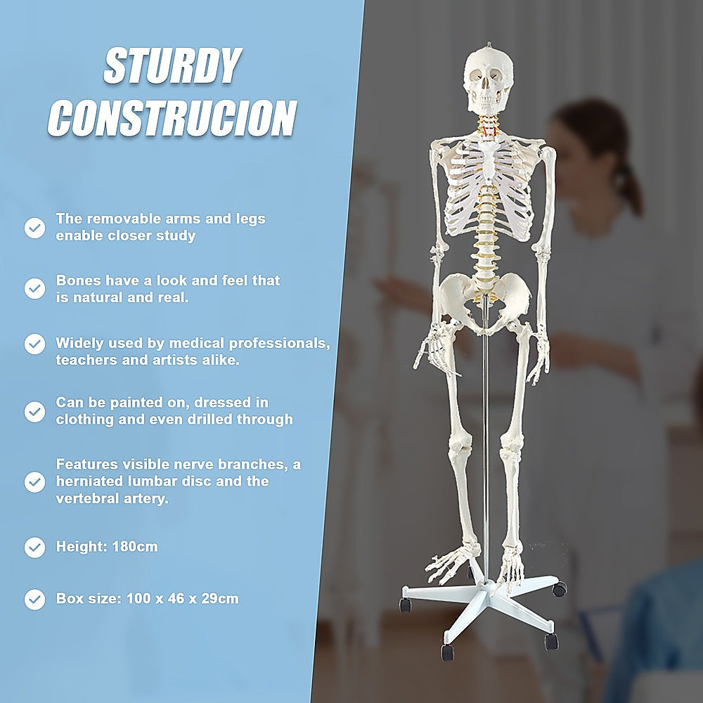 Human skeleton model leg and foot detail