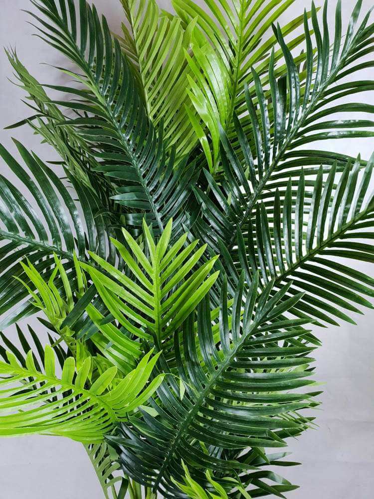 Close view of the palm foliage with darker tones near the trunk and lighter tips