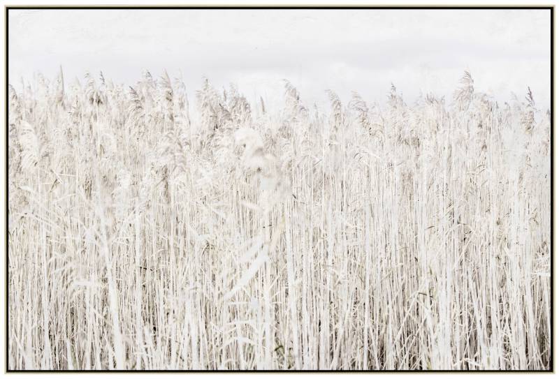 Pampas Grass canvas wall art 120 cm wide, soft feathered grasses in a wood frame