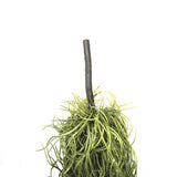 Artificial Spanish moss close-up showing realistic trailing grey-green texture — Allure Home Collections