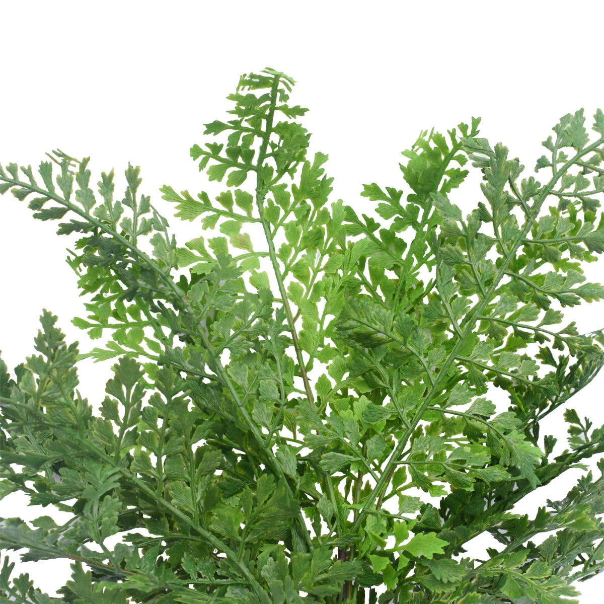 Artificial fern stems arranged in vase for home styling — Allure Home Collections