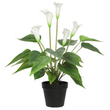 Artificial flowering white peace lily calla lily potted plant 50cm for home decor — Allure Home Collections
