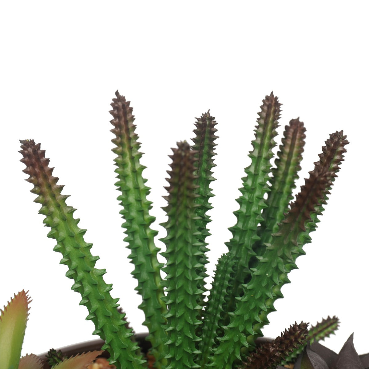Artificial succulent bowl styled on coffee table as centrepiece — Allure Home Collections