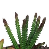 Artificial succulent bowl styled on coffee table as centrepiece — Allure Home Collections