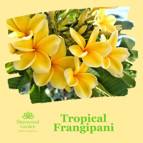 Tropical Frangipani soy candle fragrance notes