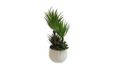 Artificial succulent plant in white pot 23cm for home and office decor — Allure Home Collections