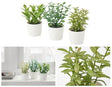 Set of 3 artificial herb potted plants in white plastic 5cm pots for desk and shelf decor — Allure Home Collections