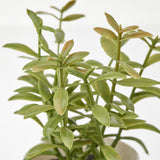 Artificial herb potted plant pot detail showing white plastic finish — Allure Home Collections