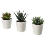 Set of 3 artificial succulent potted plants in white plastic 6cm pots — Allure Home Collections