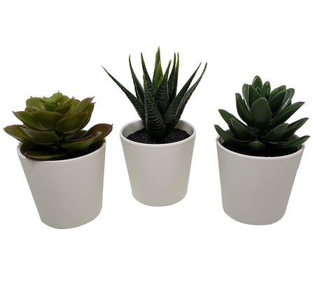 Artificial succulent plant showing variety of shapes in three pack — Allure Home Collections