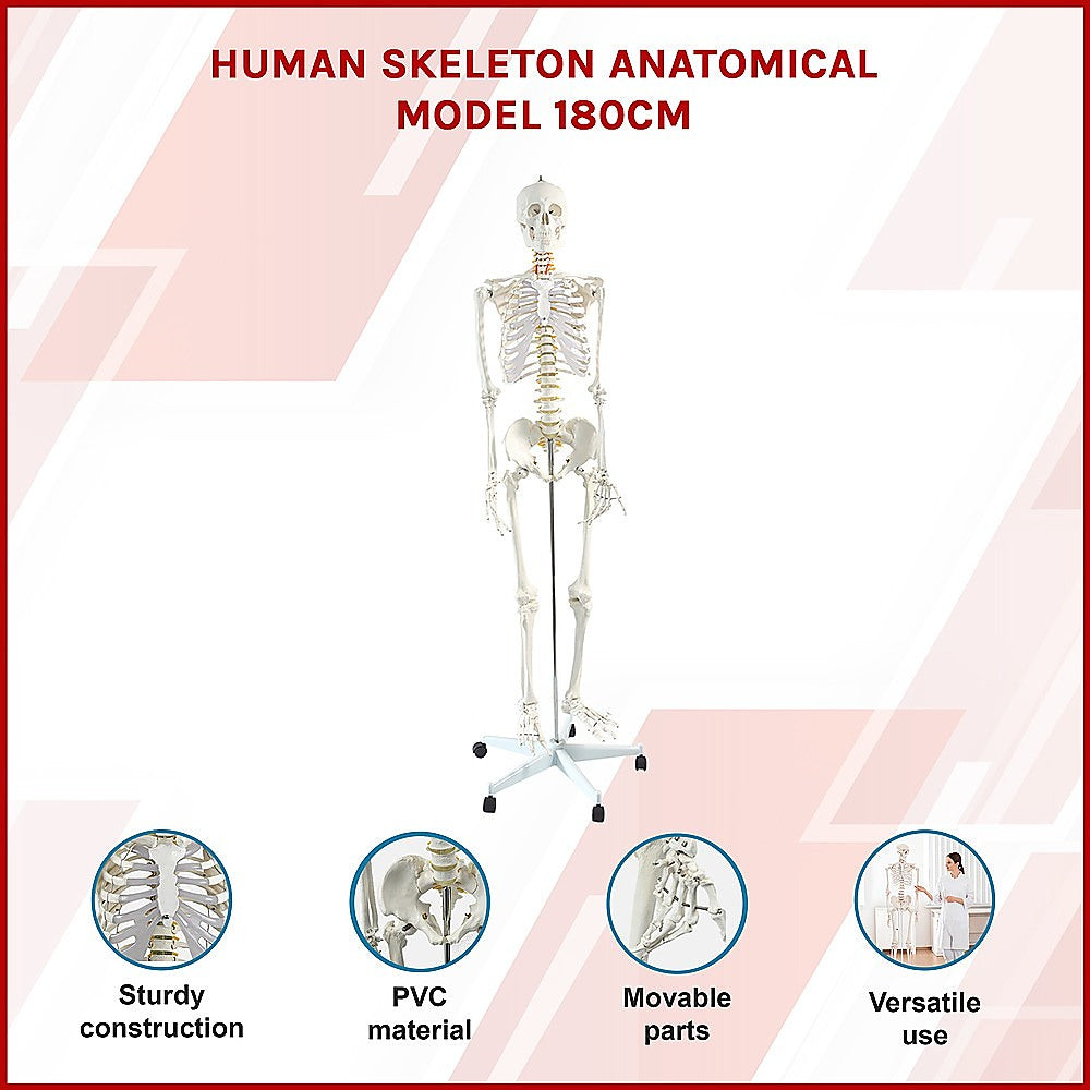 Human skeleton anatomical model full body