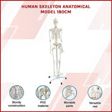 Human skeleton anatomical model full body