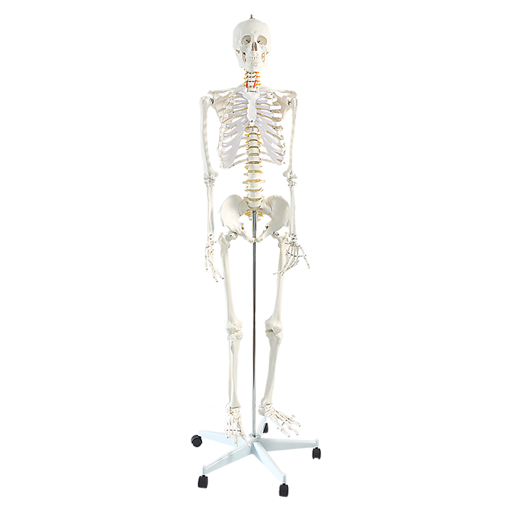 Life size human skeleton anatomical model on stand
