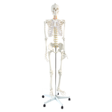 Life size human skeleton anatomical model on stand
