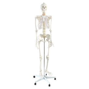 Life size human skeleton anatomical model on stand