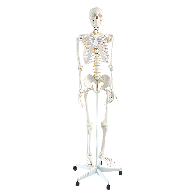 Life size human skeleton anatomical model on stand