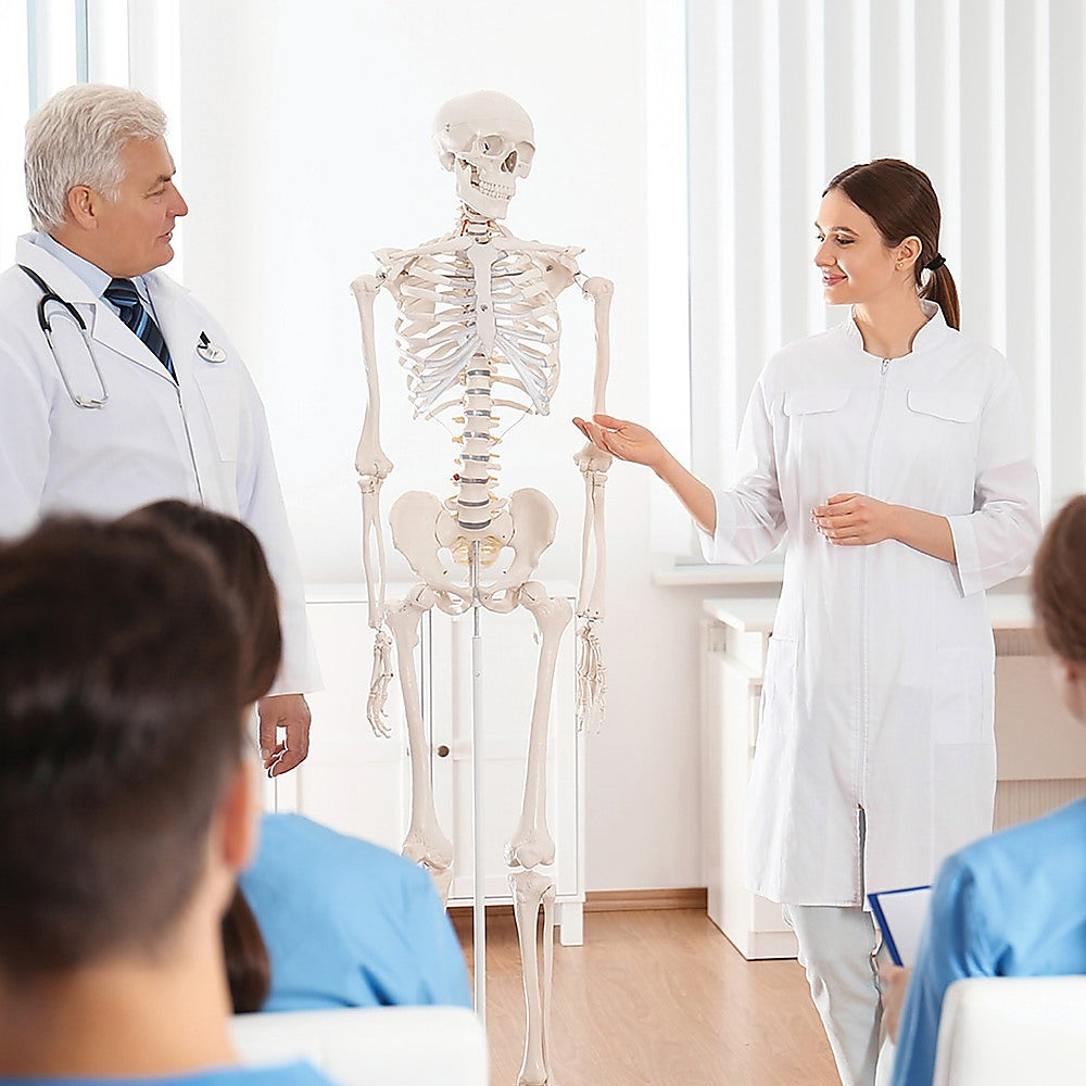 Human skeleton model front view