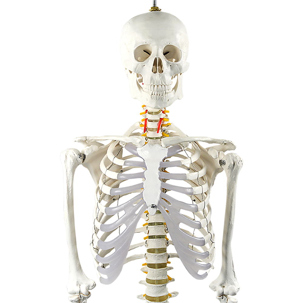 Human skeleton model skull detail