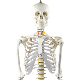 Human skeleton model skull detail