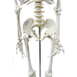 Human skeleton model rib cage detail