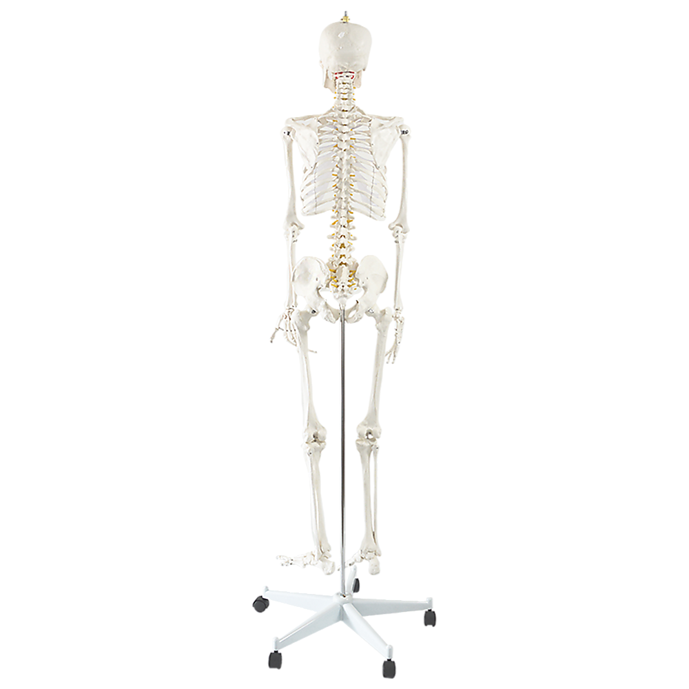 Human skeleton model hand and arm detail