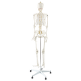 Human skeleton model hand and arm detail