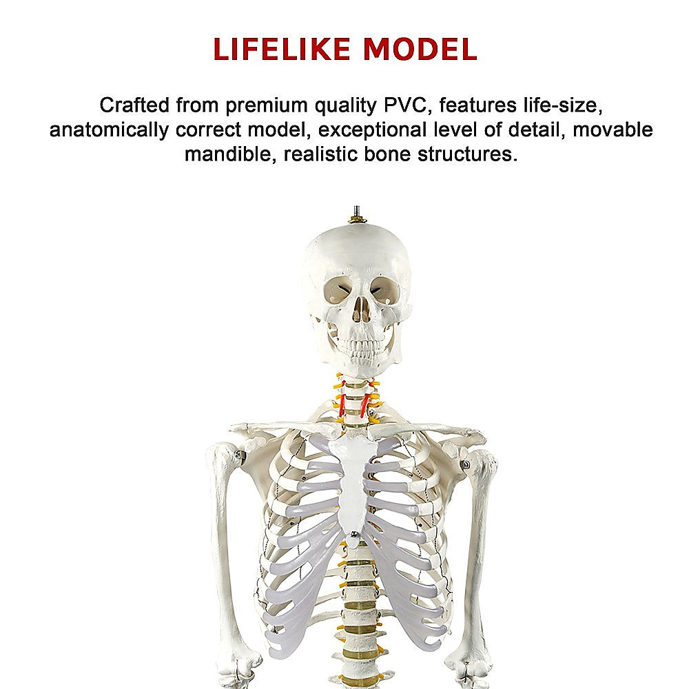 Human skeleton model spine detail