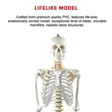 Human skeleton model spine detail