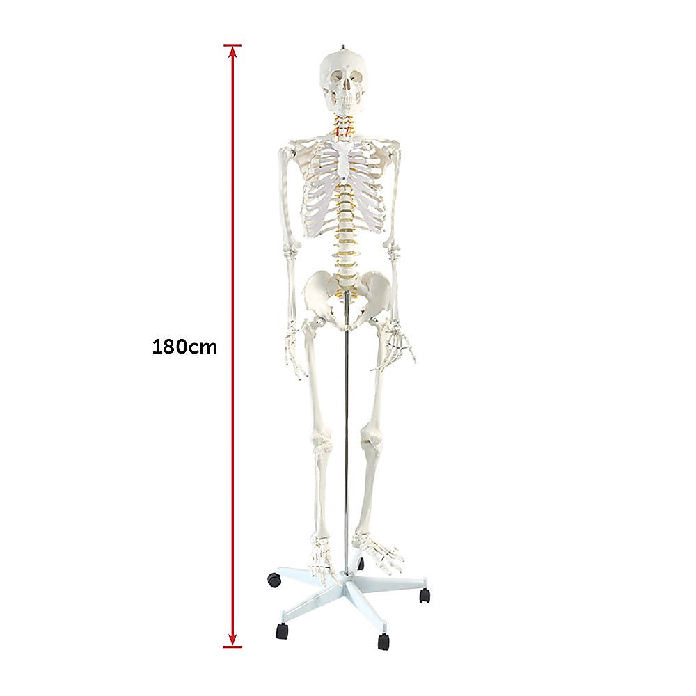 Human skeleton model with dust cover