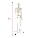 Human skeleton model with dust cover