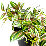 Potted Hanging Artificial Verigated Weeper 72cm