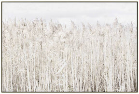 Soft pampas grass framed canvas in warm neutral tones