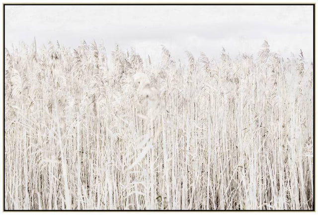 Soft pampas grass framed canvas in warm neutral tones