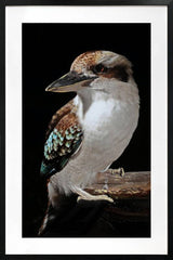 Moody bird portrait in dramatic light and shadow contrast framed behind a glass front in a PU frame
