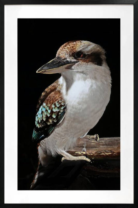 Mystery Kookaburra framed wall art 80 x 120 cm with a glass front and PU frame